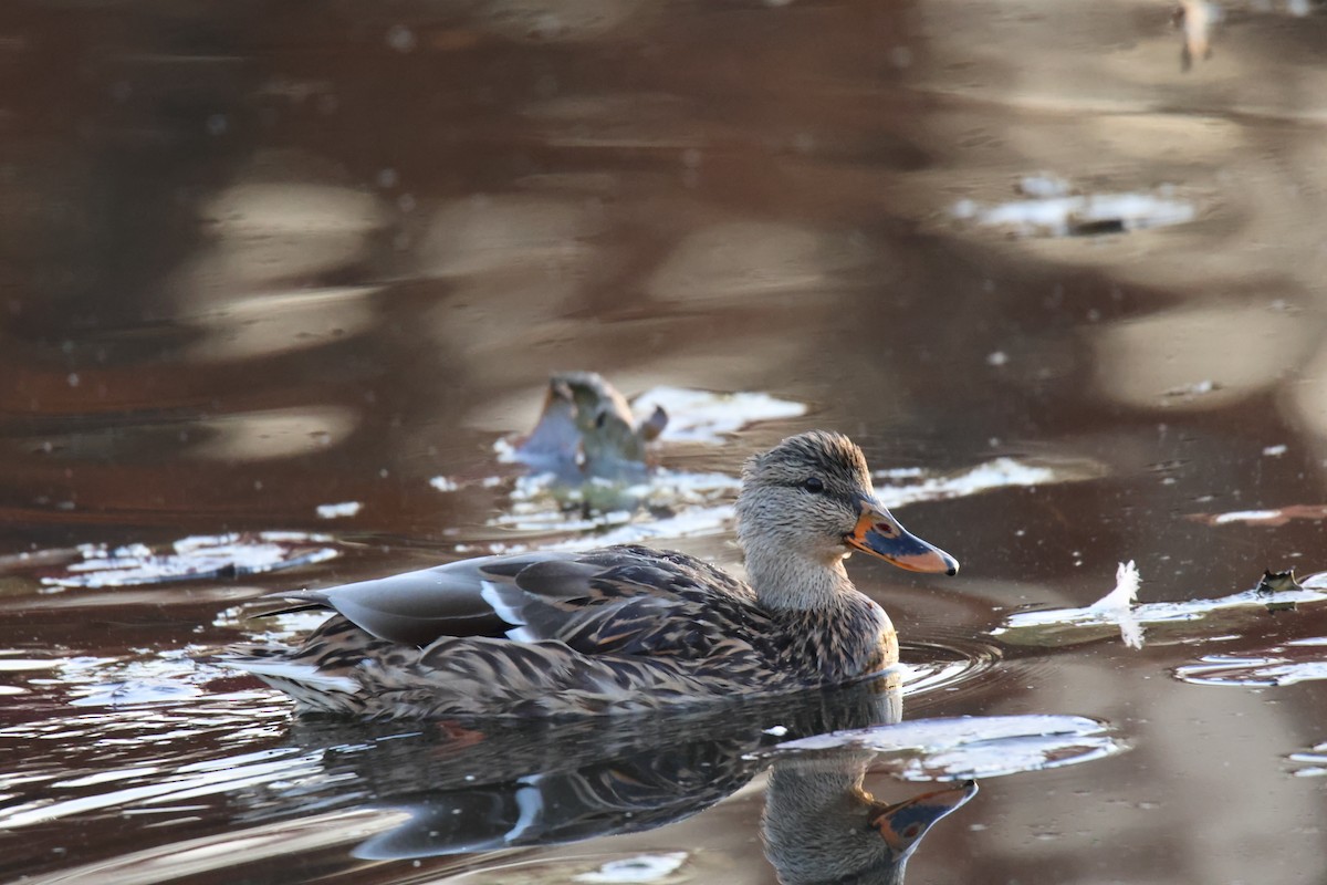 Gadwall - ML644809125