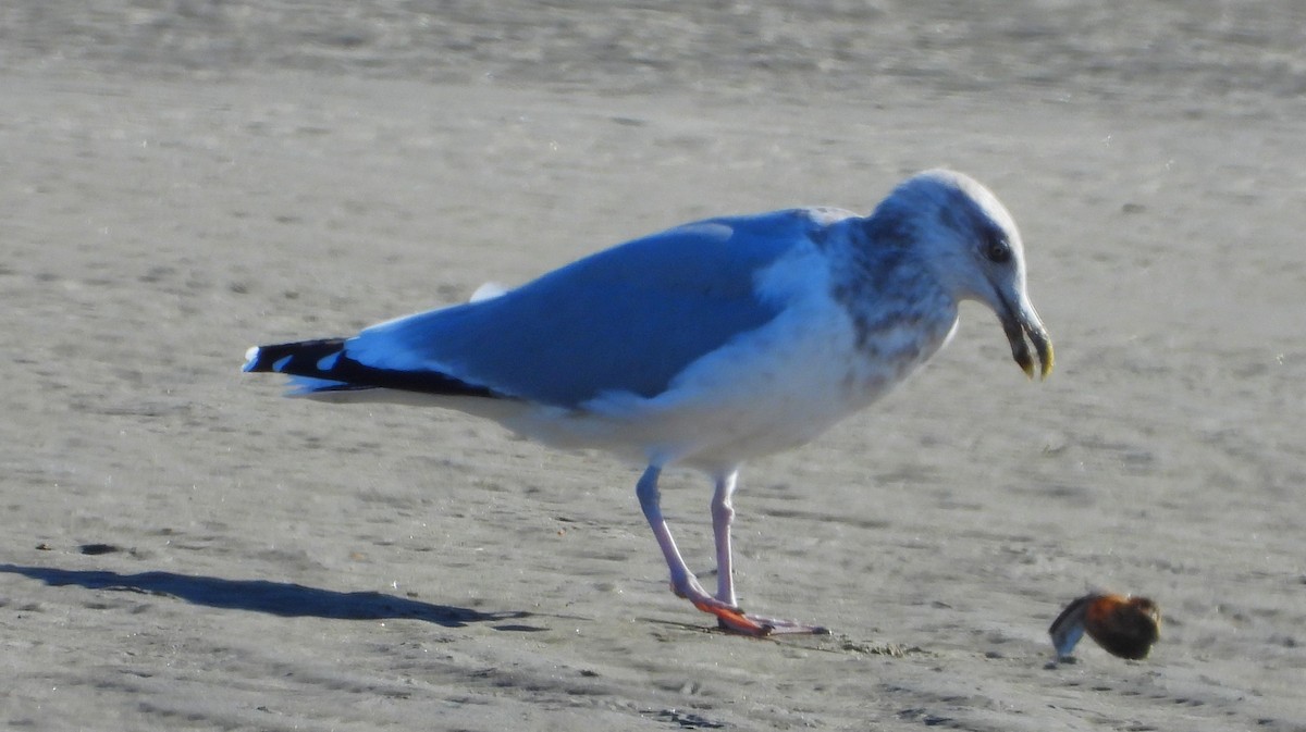 American Herring Gull - ML644809142