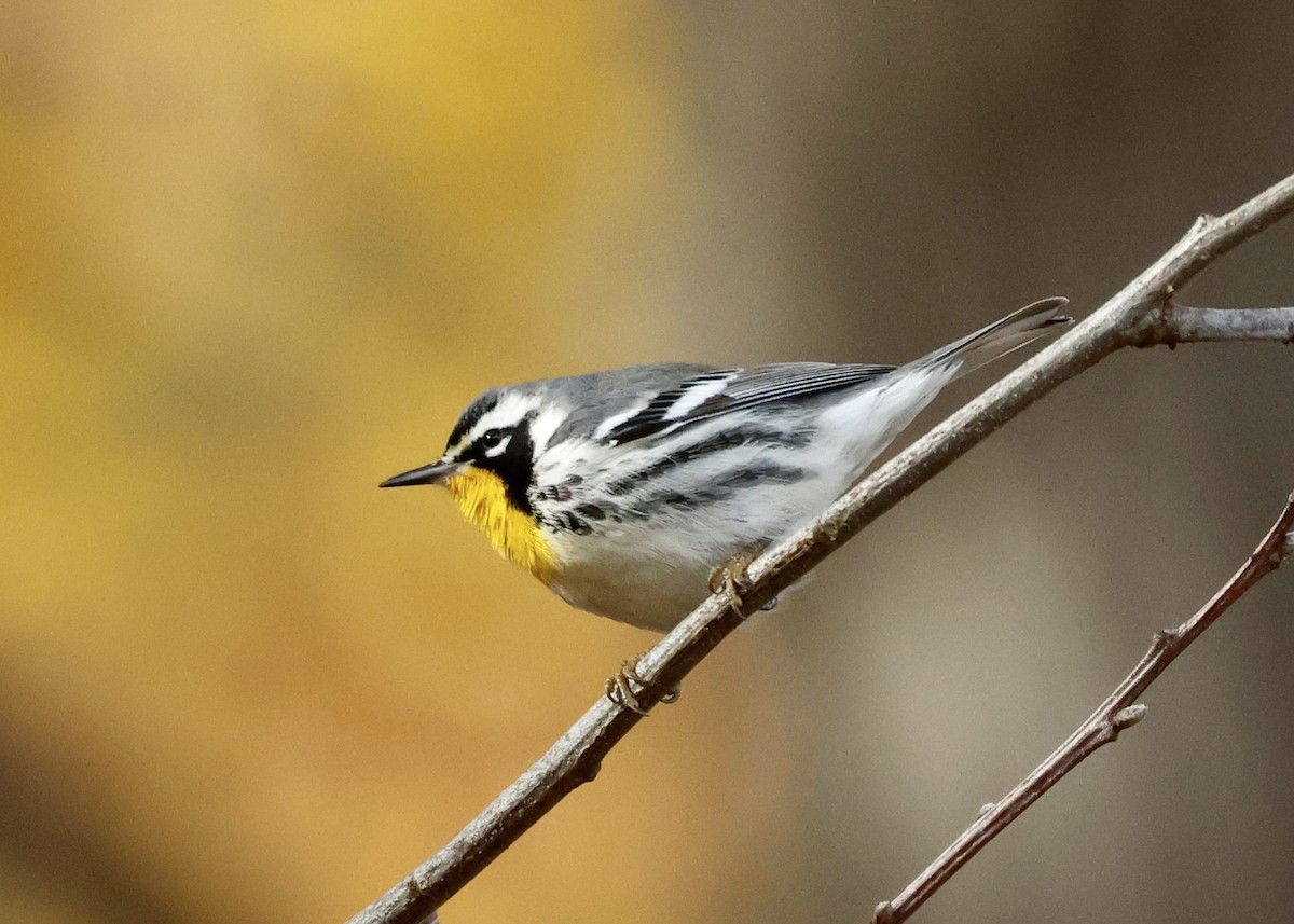Paruline à gorge jaune (albilora) - ML644809149