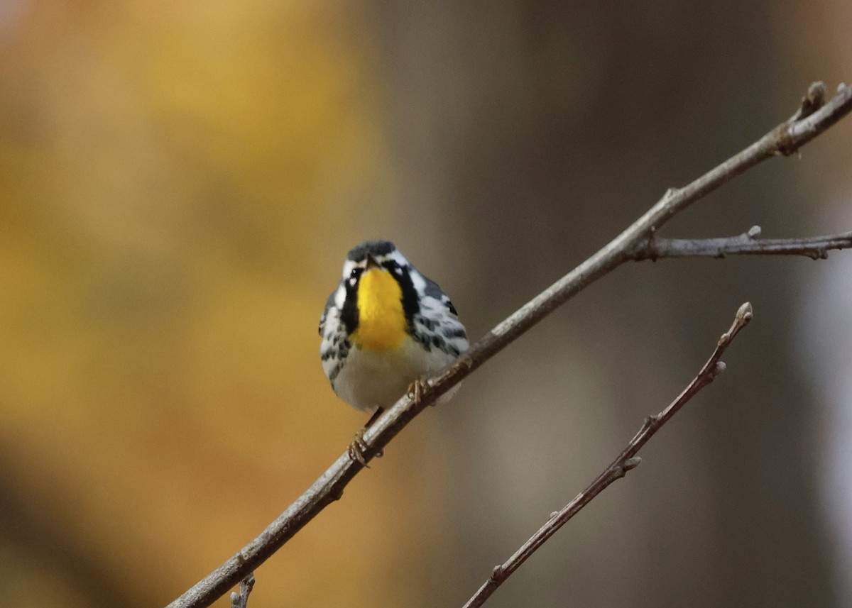 Paruline à gorge jaune (albilora) - ML644809150