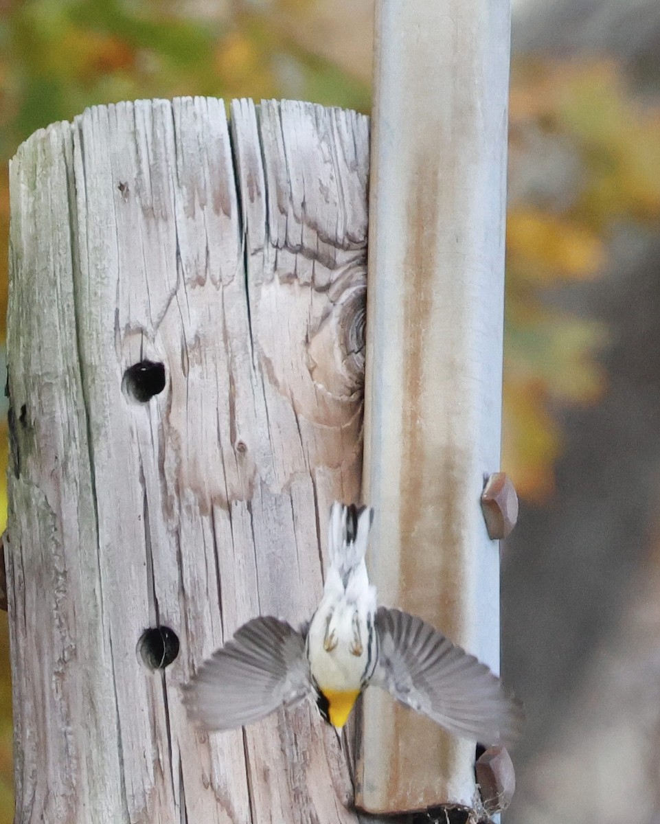 Paruline à gorge jaune (albilora) - ML644809151