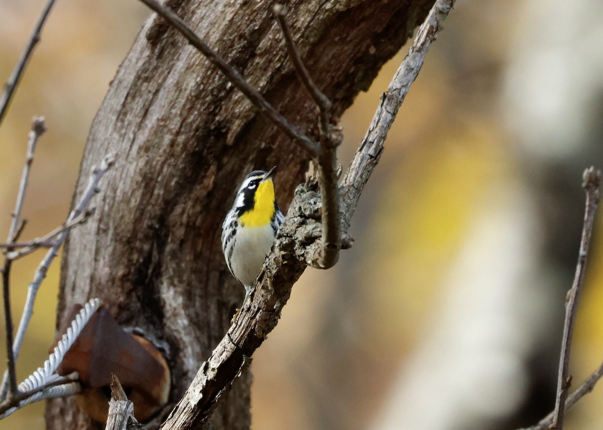 Paruline à gorge jaune (albilora) - ML644809152