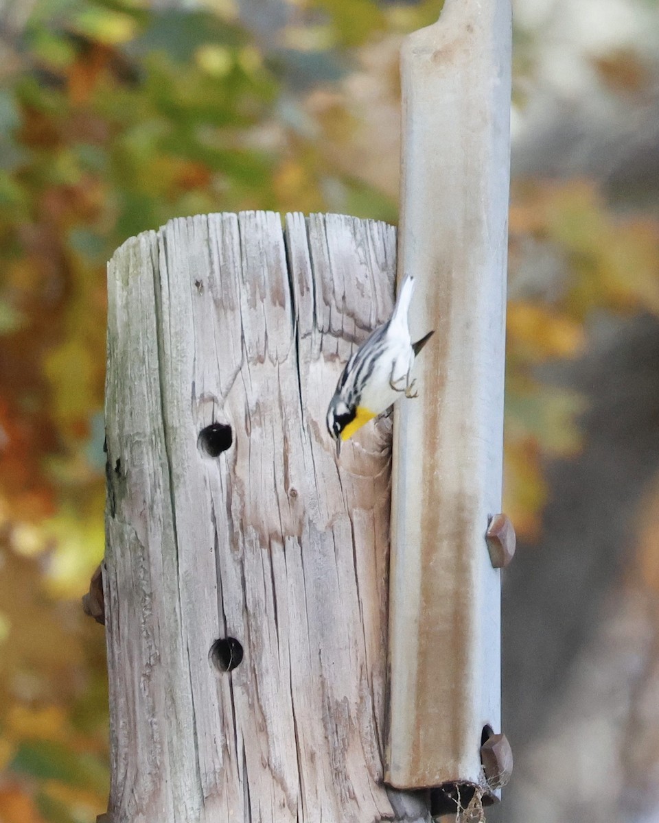 Paruline à gorge jaune (albilora) - ML644809153