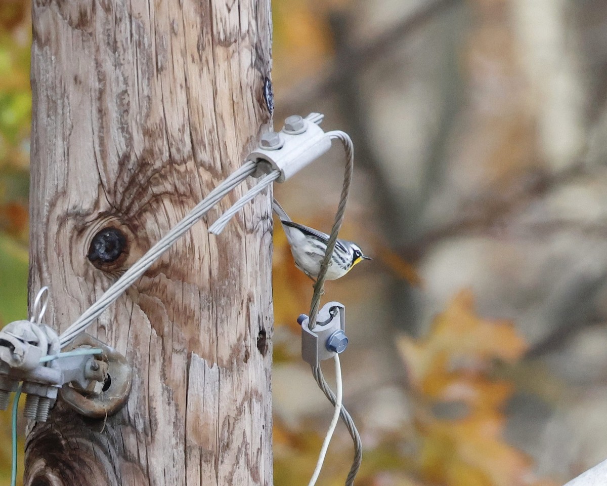 Paruline à gorge jaune (albilora) - ML644809154