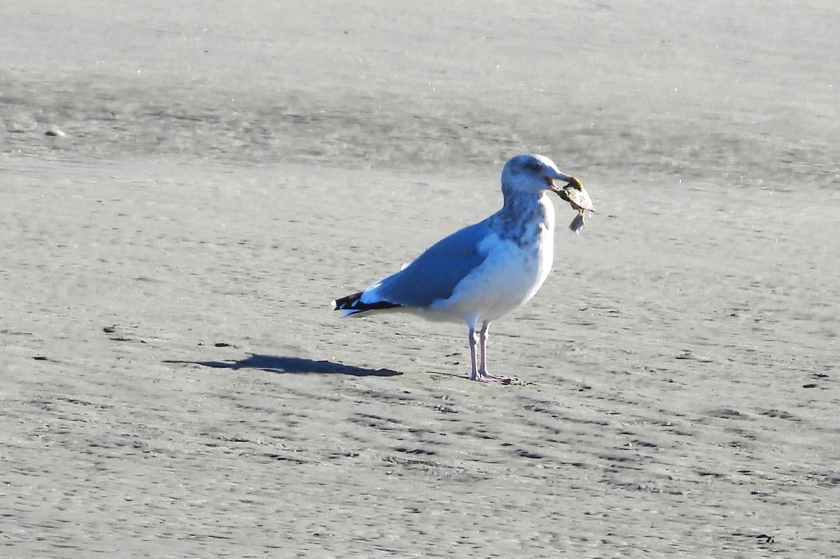 American Herring Gull - ML644809157