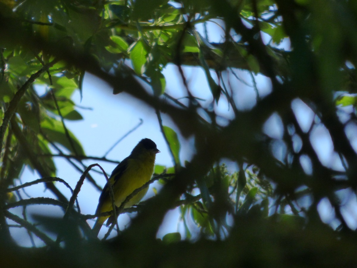 Андский чиж - ML644809162