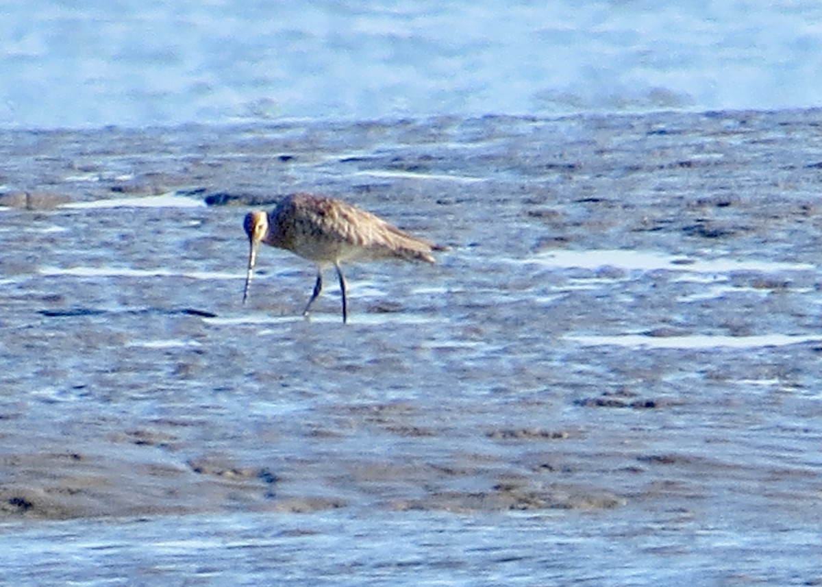 Хурган цууцал - ML644809163