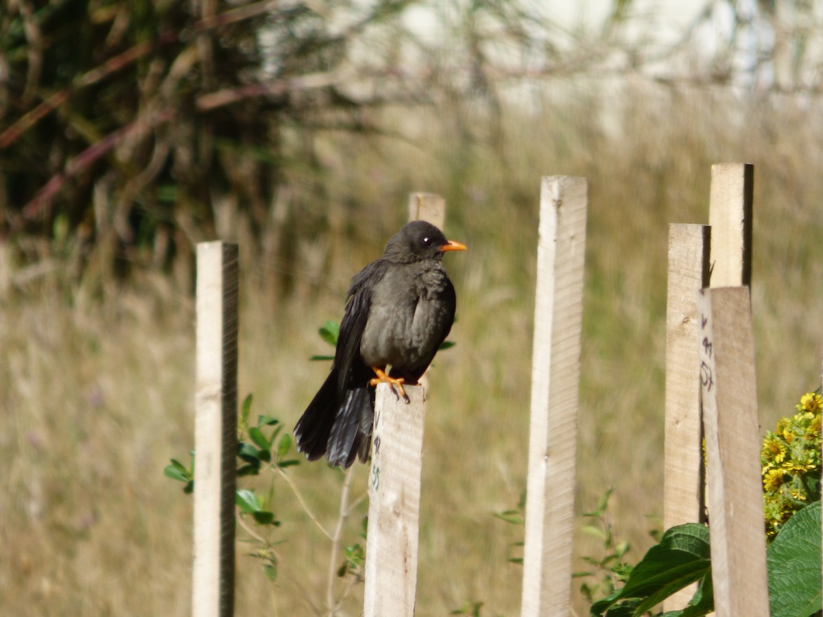 Great Thrush - ML644809190