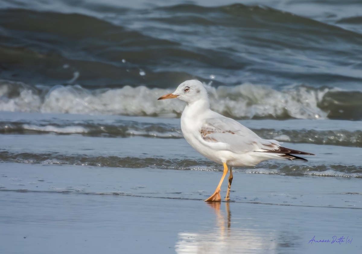 Морской голубок - ML644809205