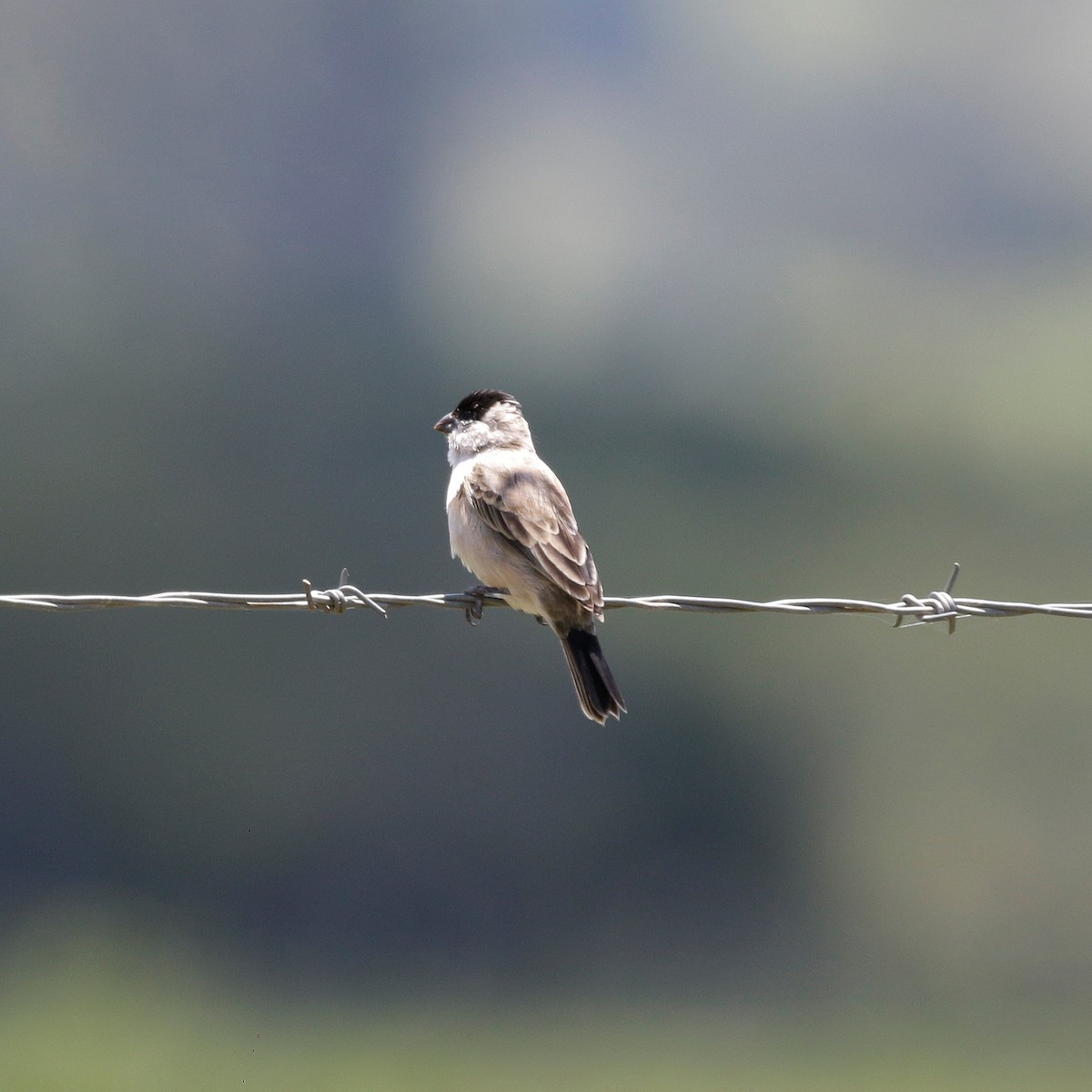 Pearly-bellied Seedeater - ML644809206