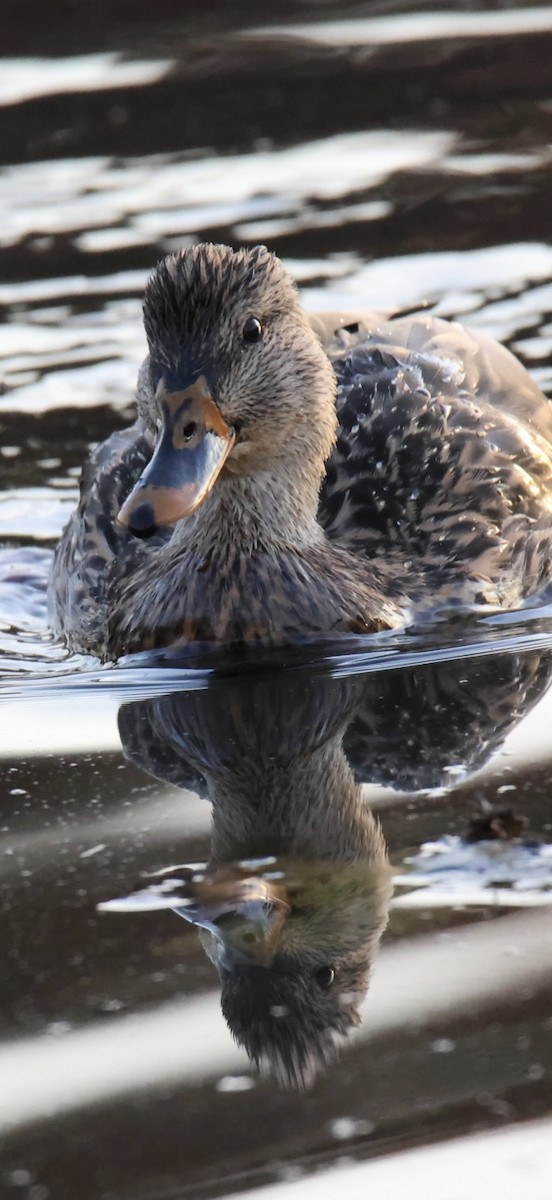 Mallard - ML644809215