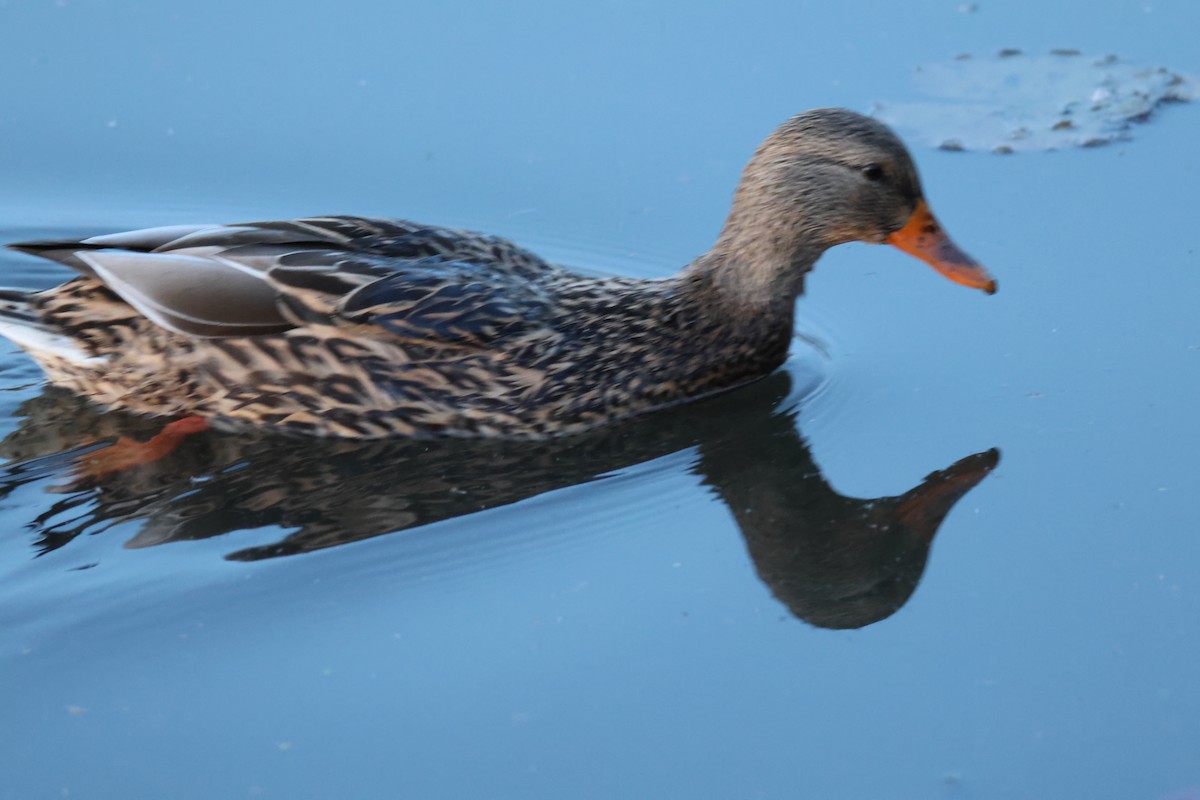 Mallard - ML644809216