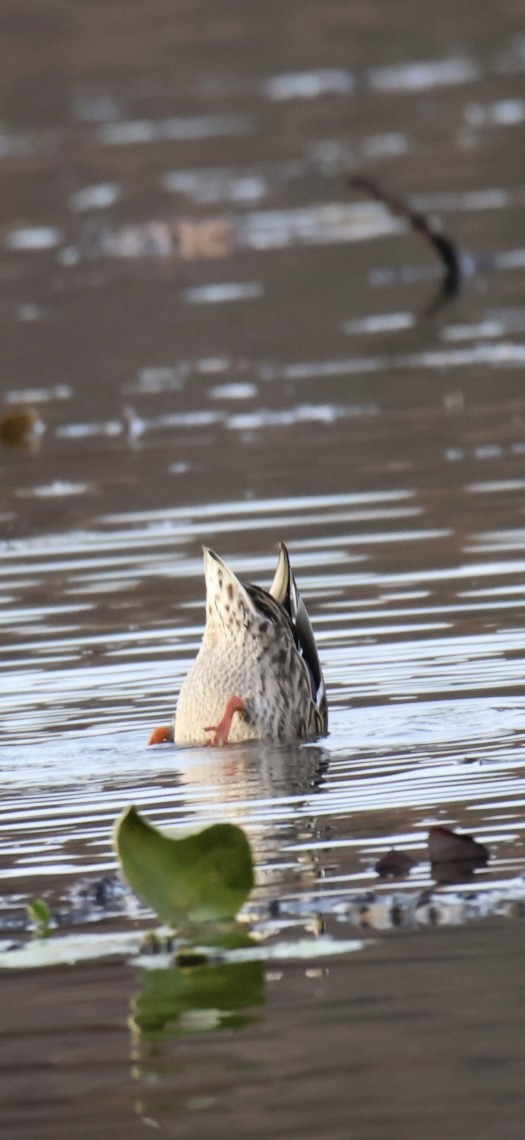 Mallard - ML644809217