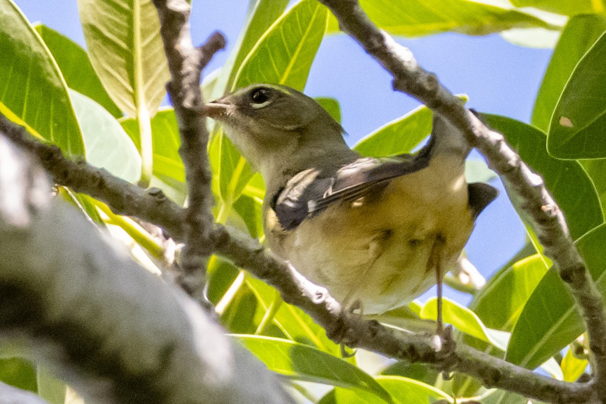 Black-throated Blue Warbler - ML644809227
