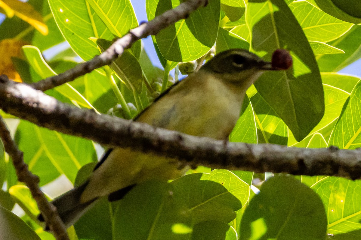 Black-throated Blue Warbler - ML644809228