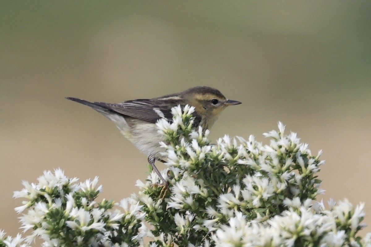 Blackburnian Warbler - ML644809236