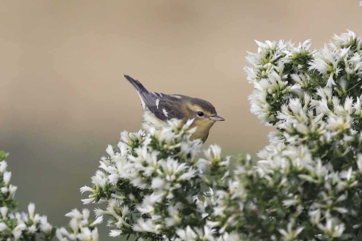 Blackburnian Warbler - ML644809237