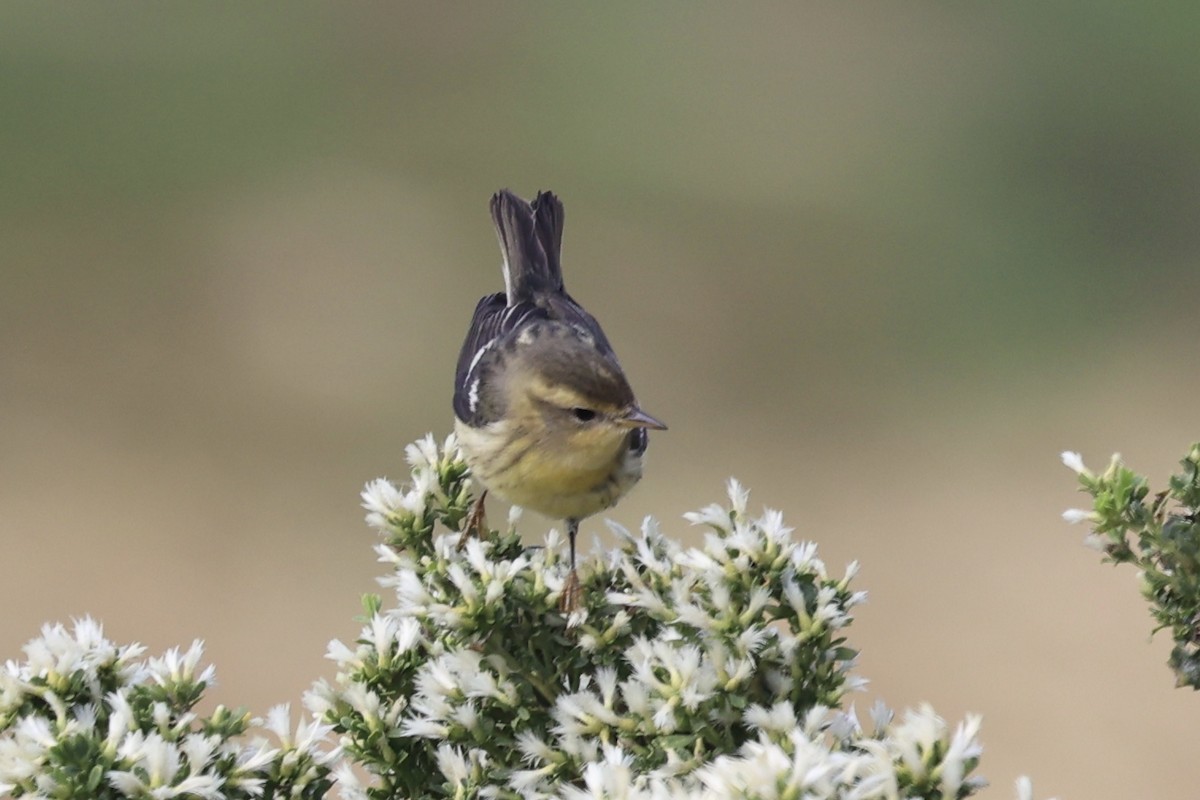Blackburnian Warbler - ML644809238