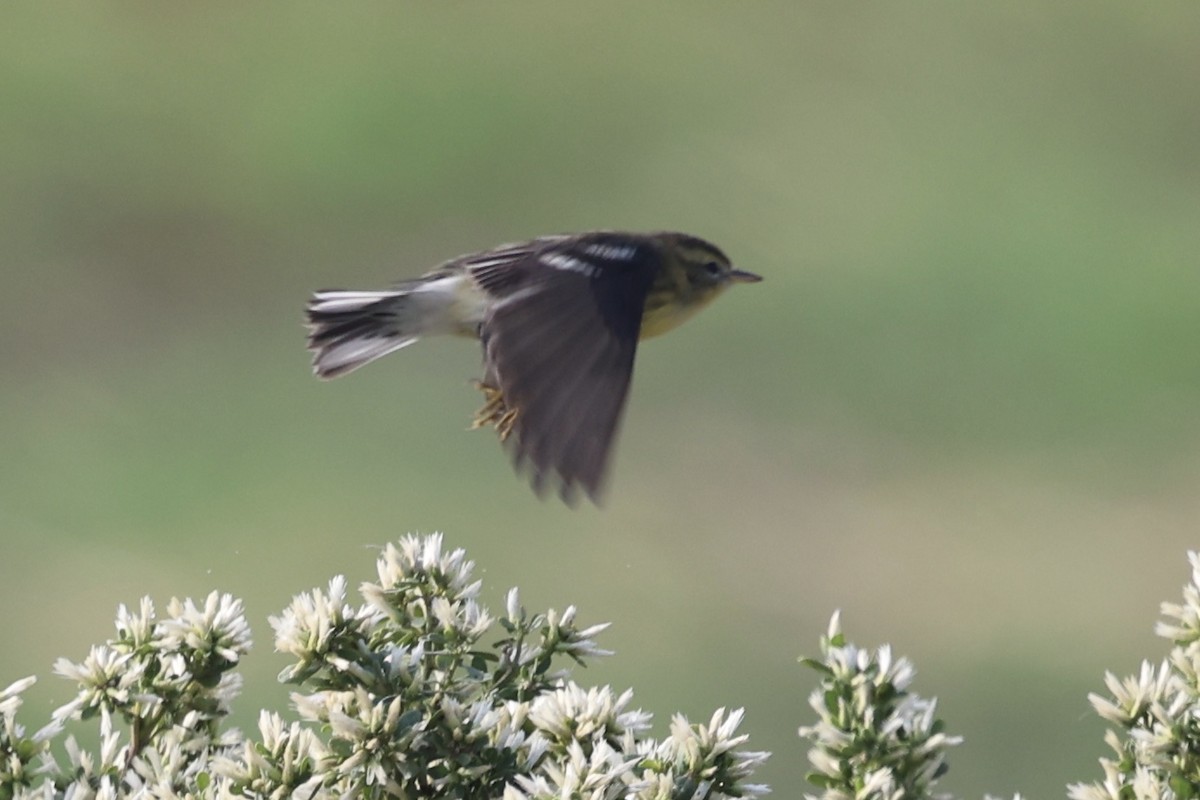 Blackburnian Warbler - ML644809239