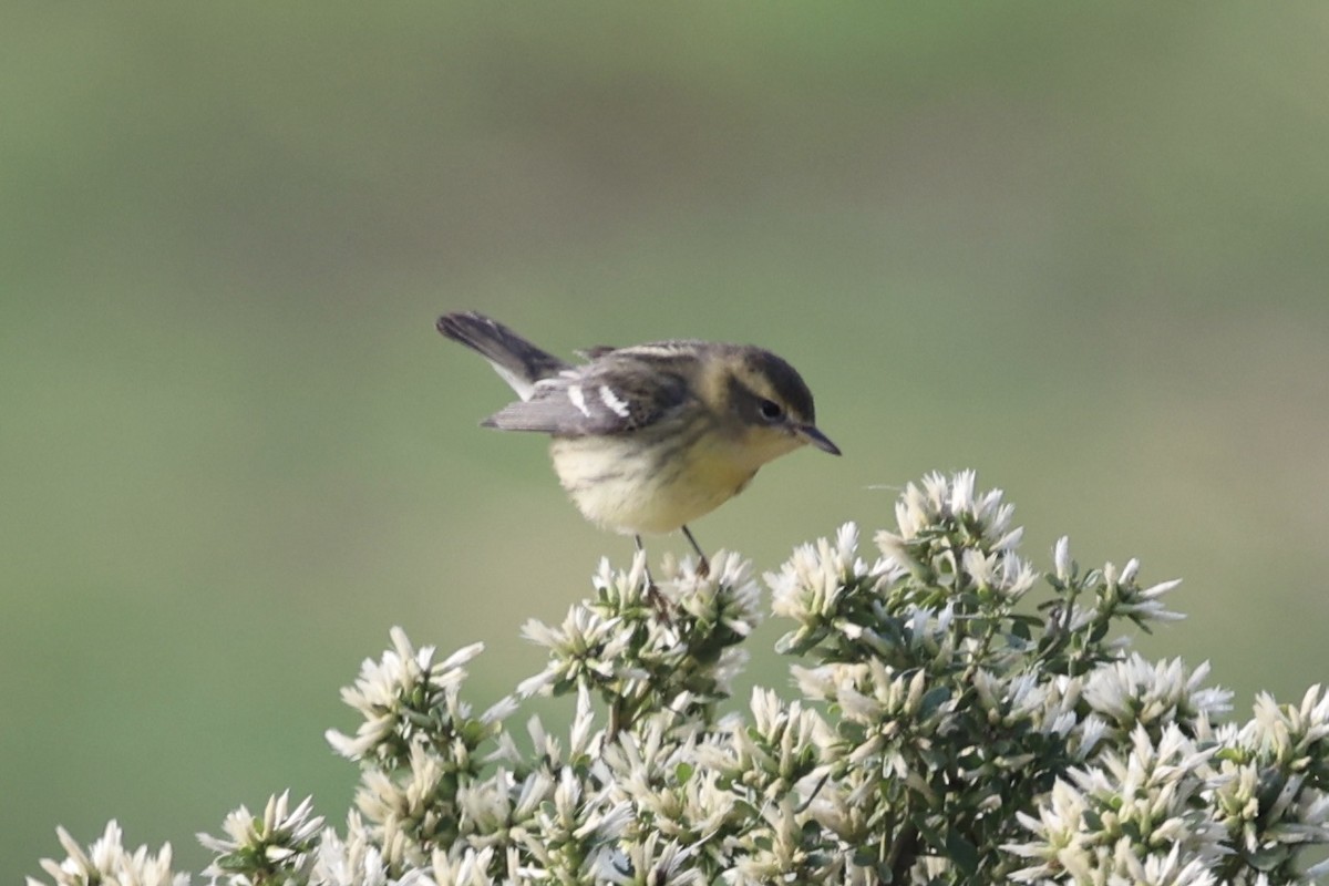 Blackburnian Warbler - ML644809242
