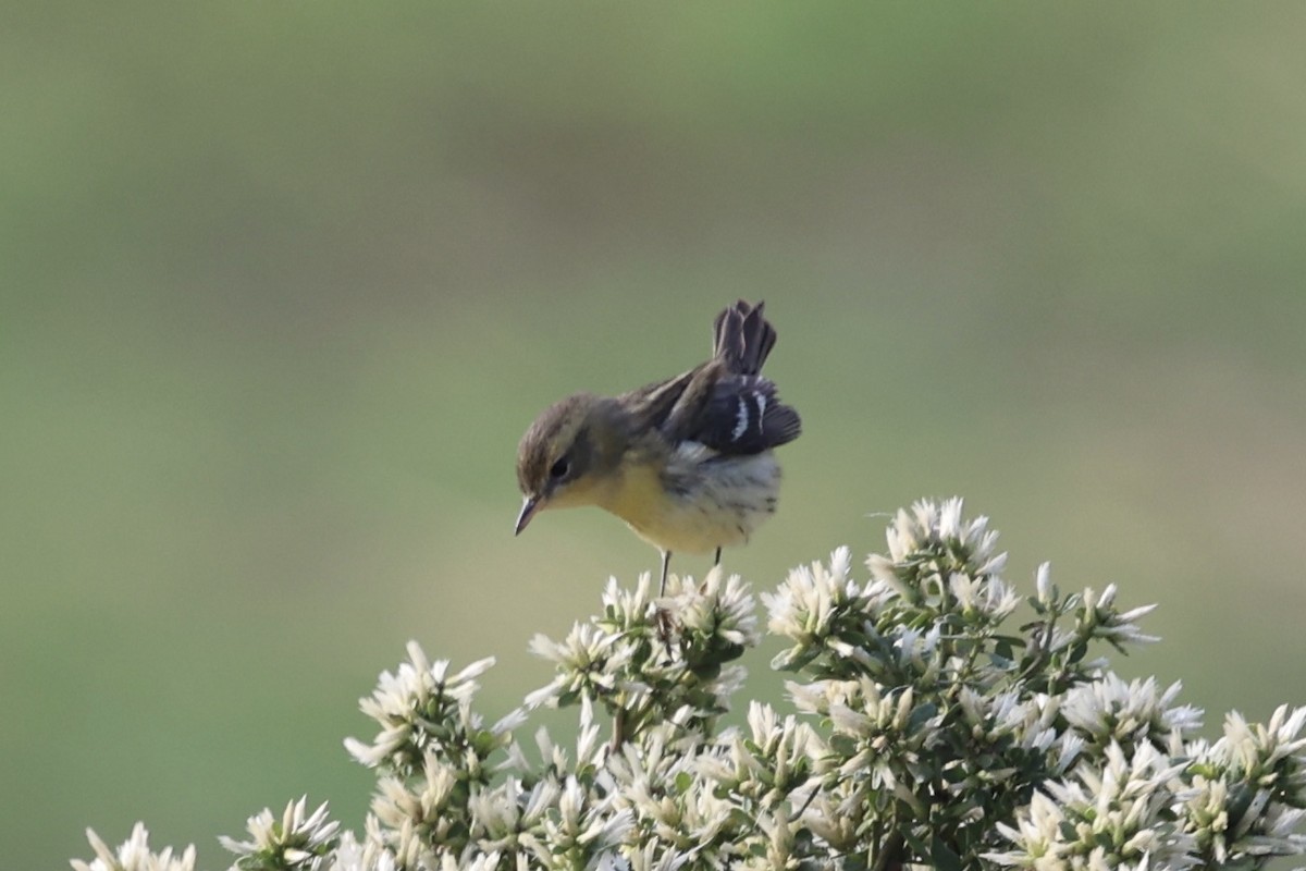 Blackburnian Warbler - ML644809243