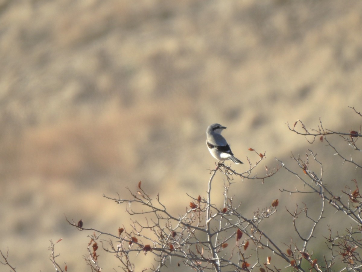 オオモズ - ML644809246