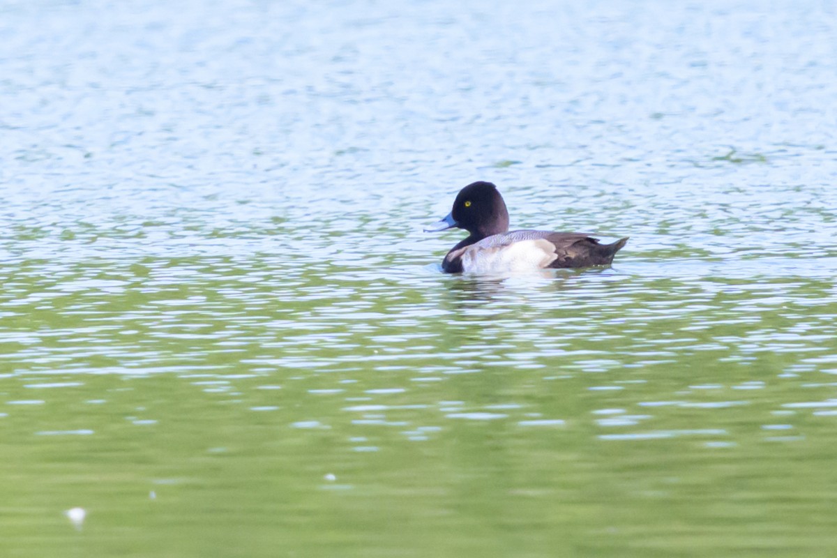 Lesser Scaup - ML644809249