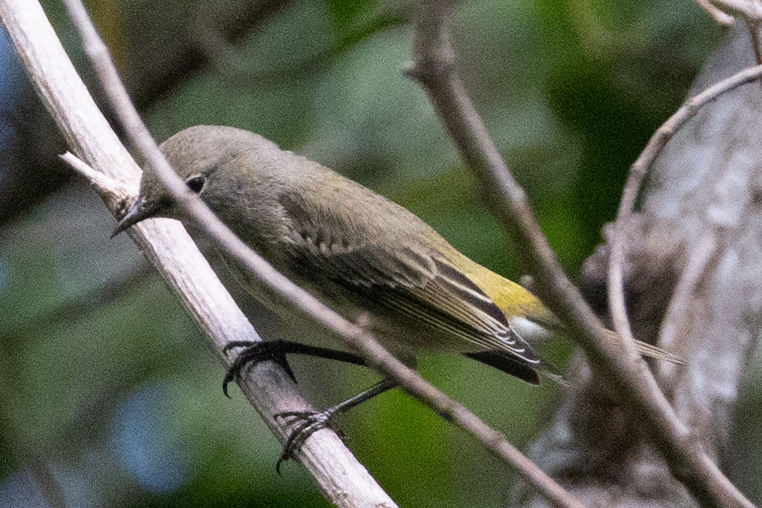 Cape May Warbler - ML644809257