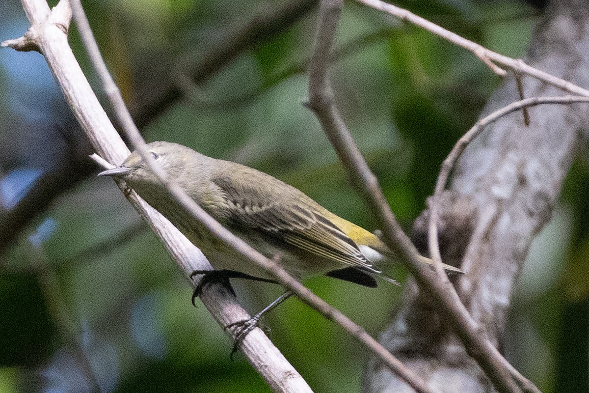 Cape May Warbler - ML644809258