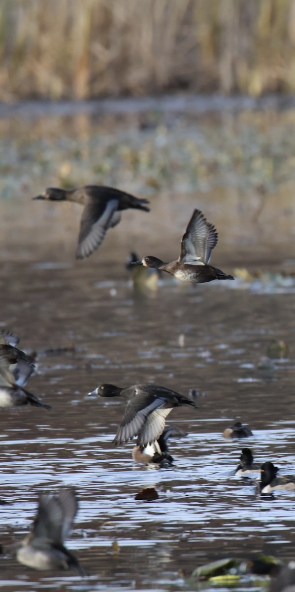 Ring-necked Duck - ML644809259