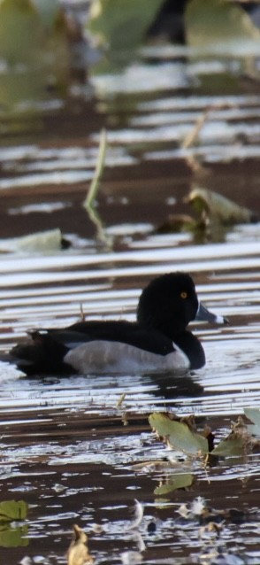 Ring-necked Duck - ML644809260
