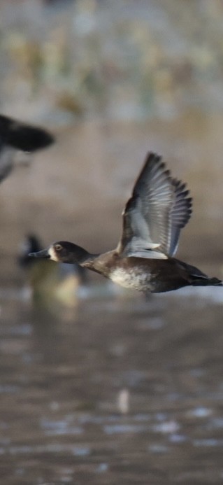 Ring-necked Duck - ML644809261