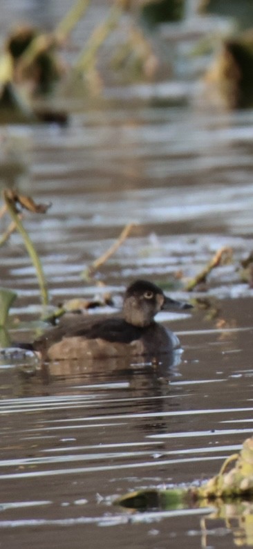 Ring-necked Duck - ML644809262