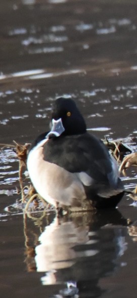 Ring-necked Duck - ML644809263