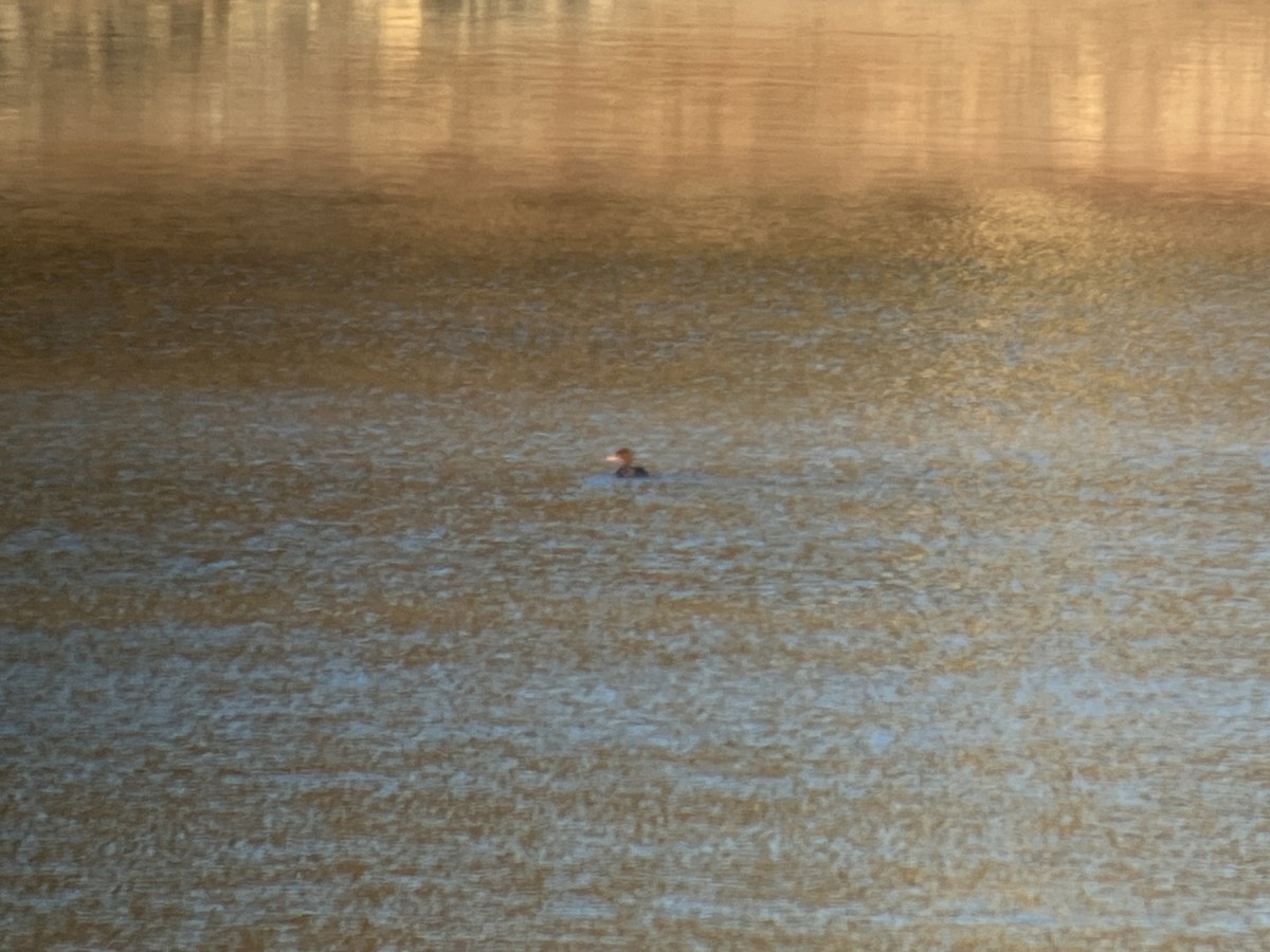 Tarakdiş - ML644809265