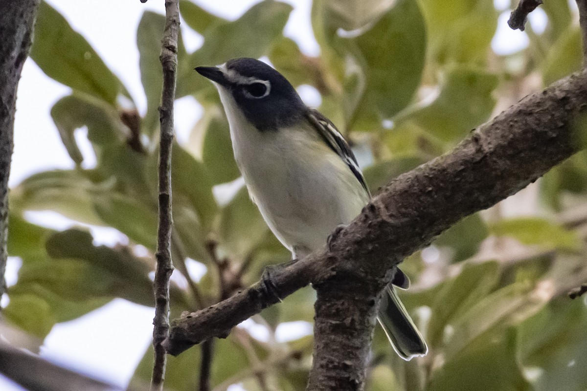 Blue-headed Vireo - ML644809270