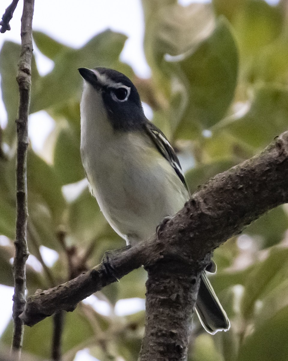 Blue-headed Vireo - ML644809271