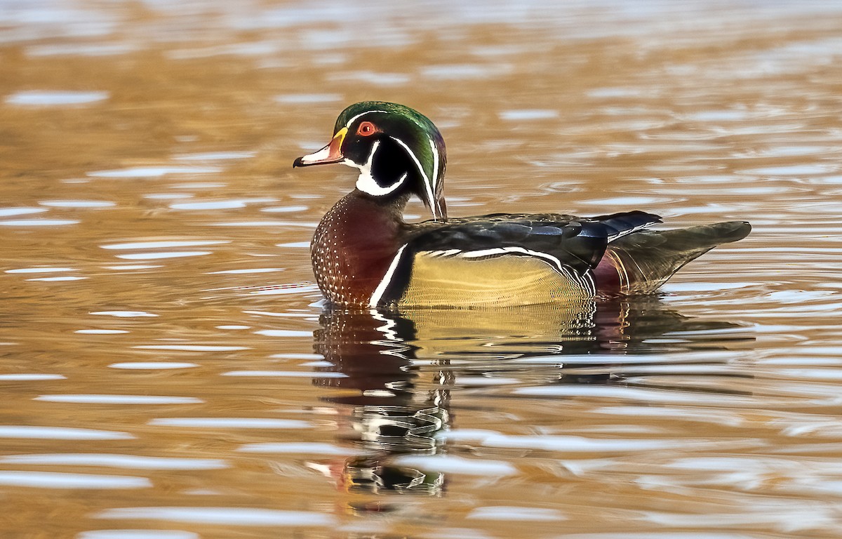 Wood Duck - ML644809284