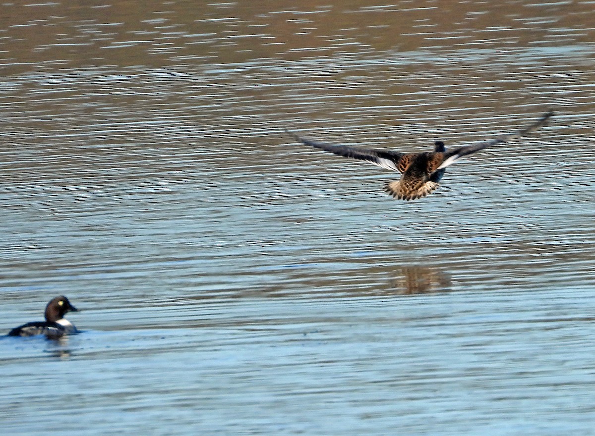 Gadwall - ML644809286