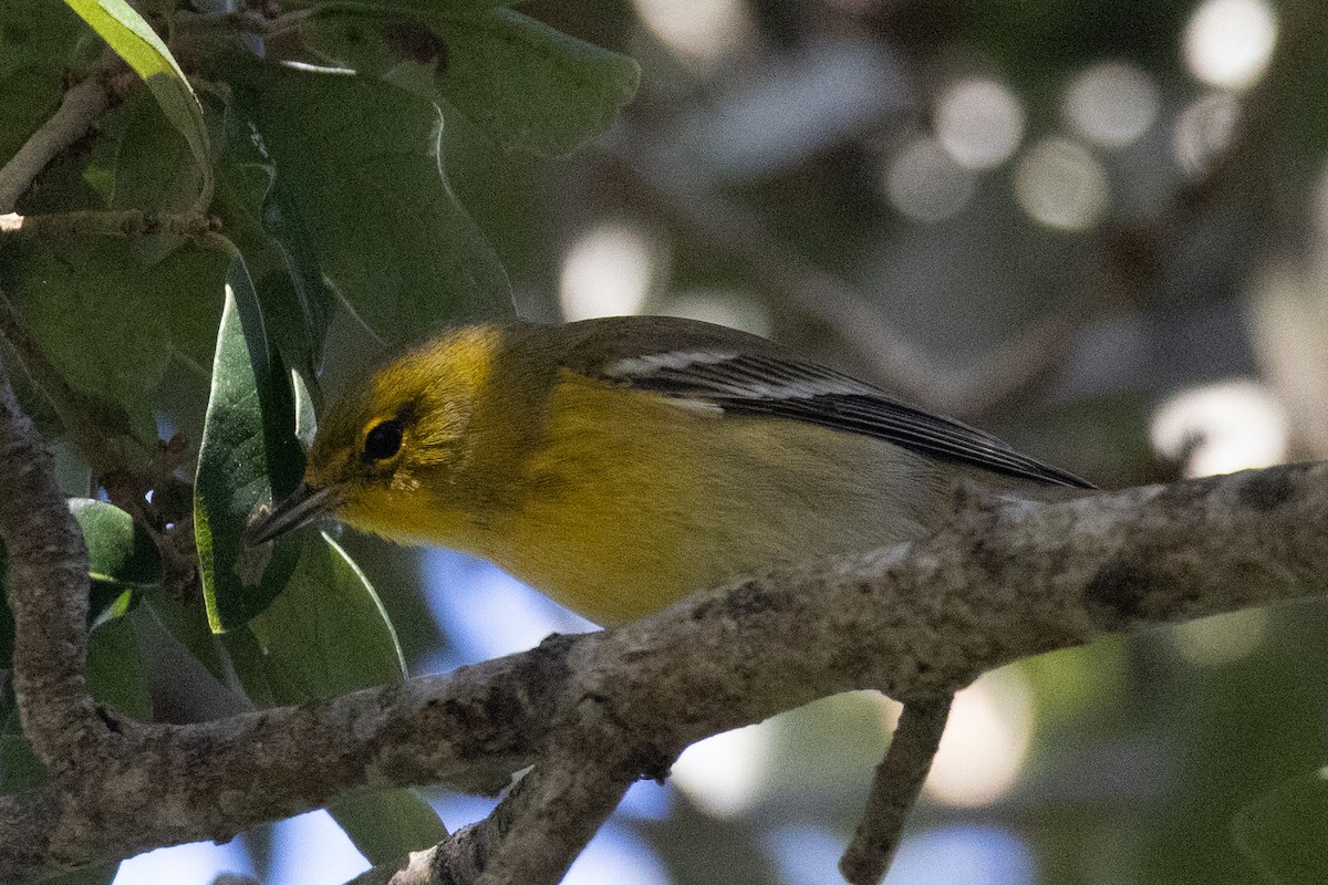 Pine Warbler - ML644809291