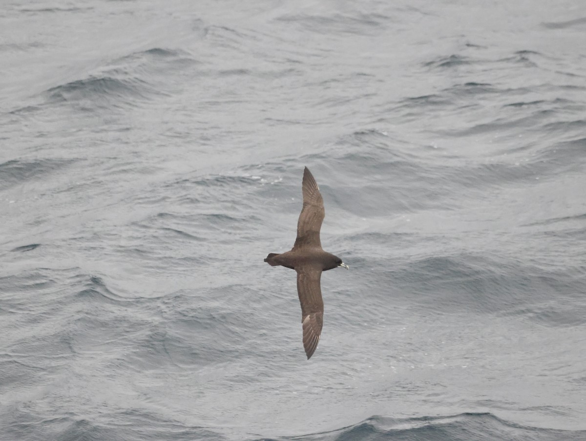 White-chinned Petrel - ML644809298