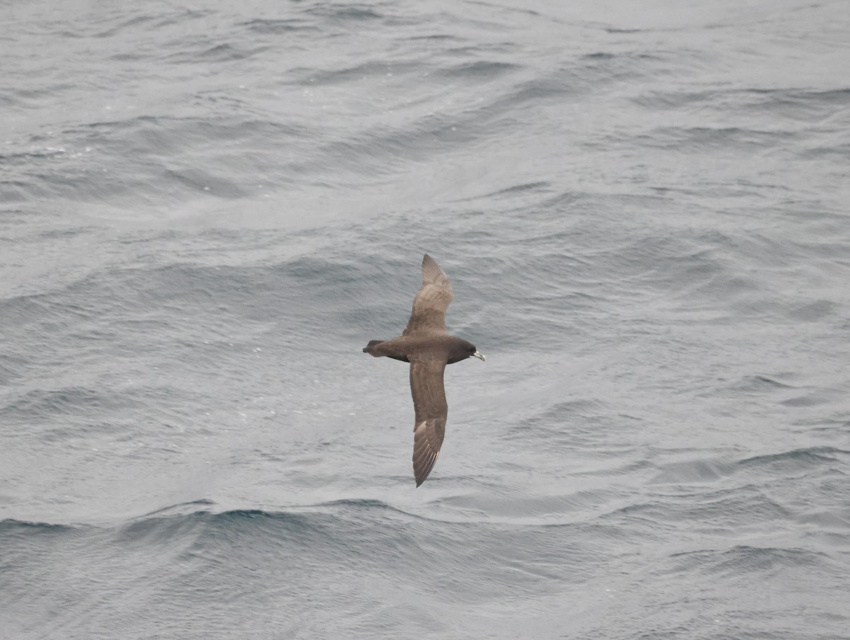 White-chinned Petrel - ML644809299