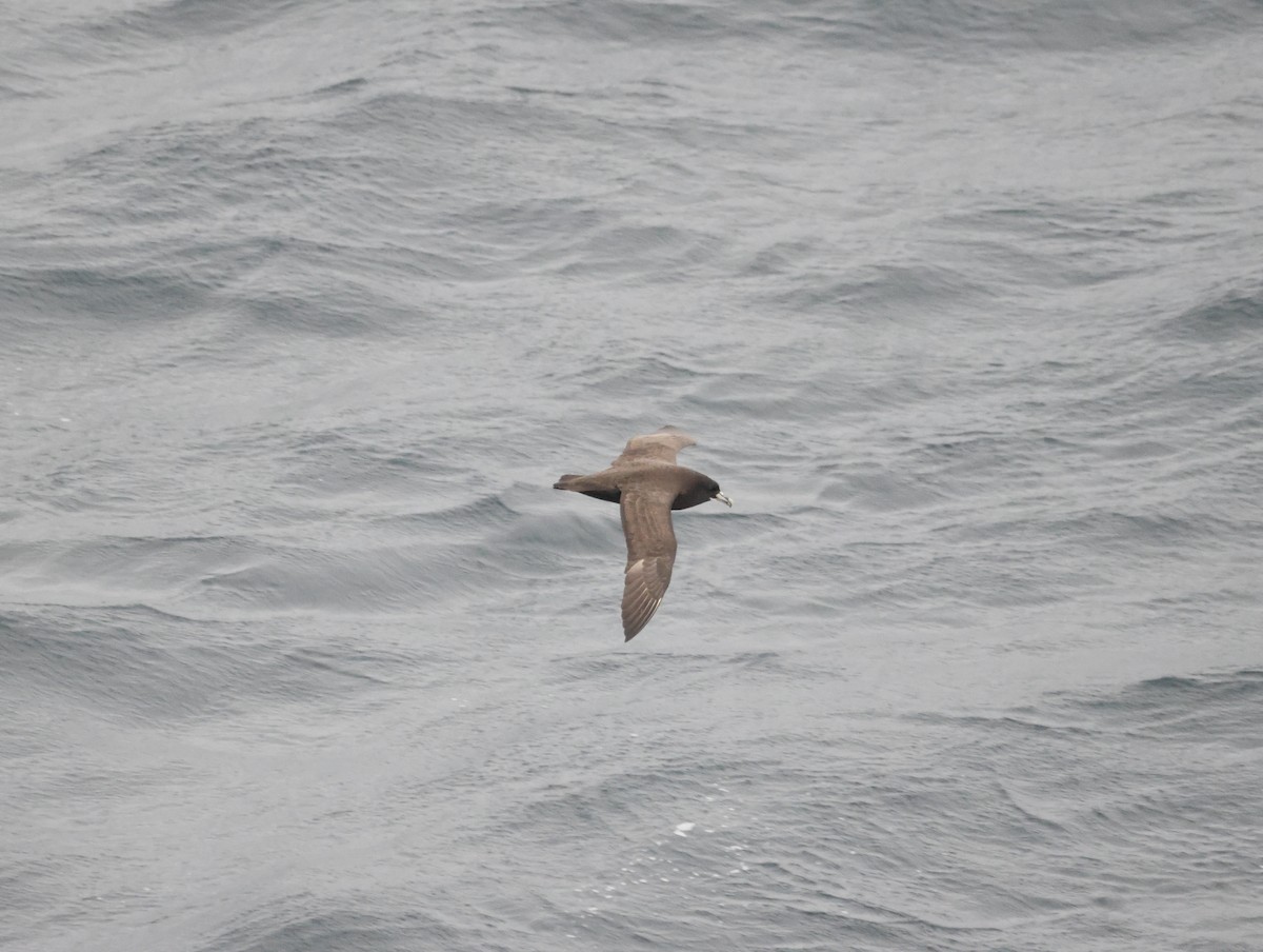 White-chinned Petrel - ML644809300