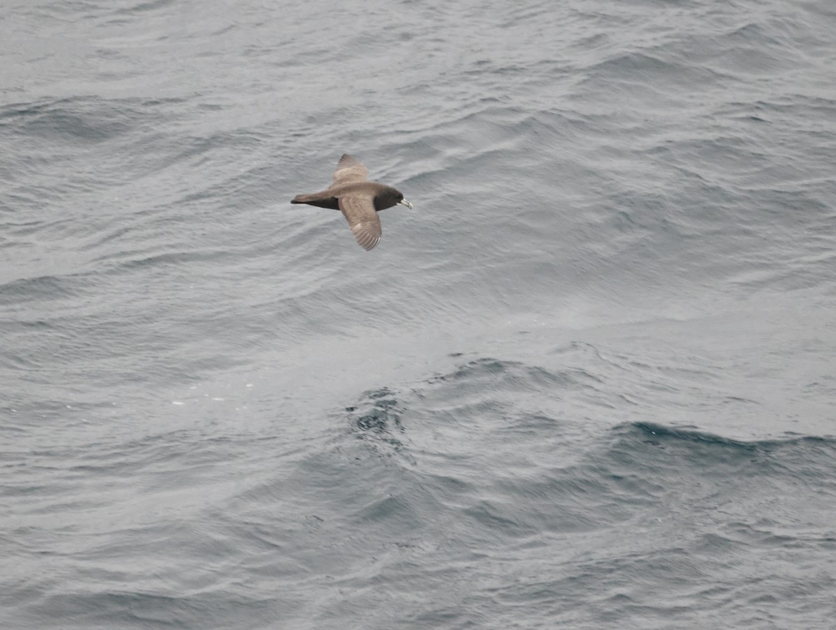 White-chinned Petrel - ML644809301