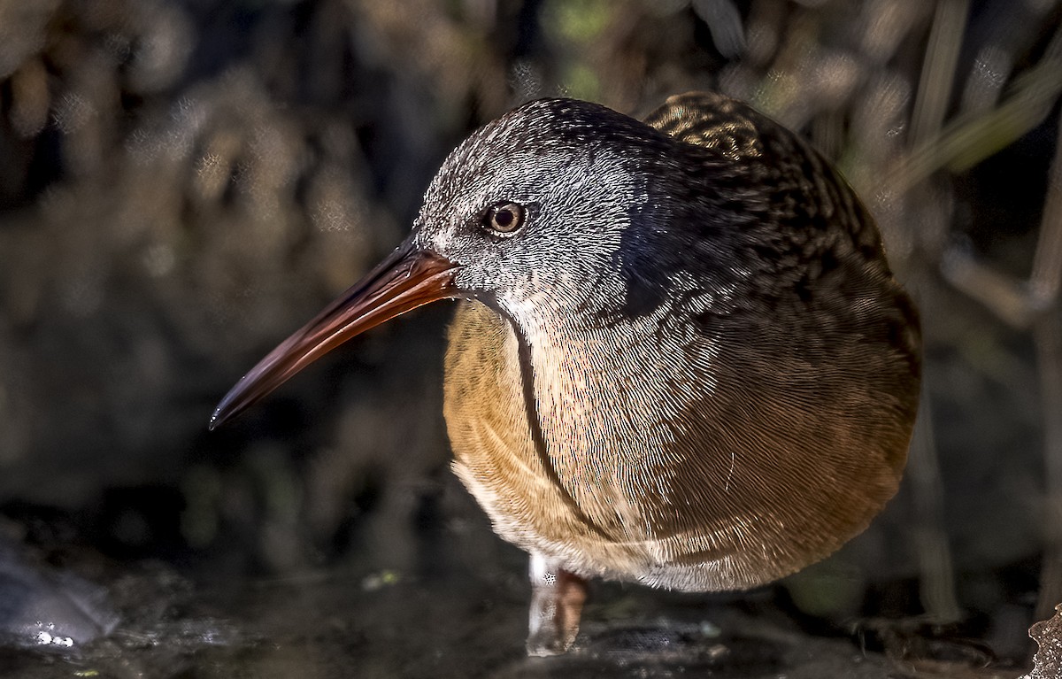 Virginia Rail - ML644809306