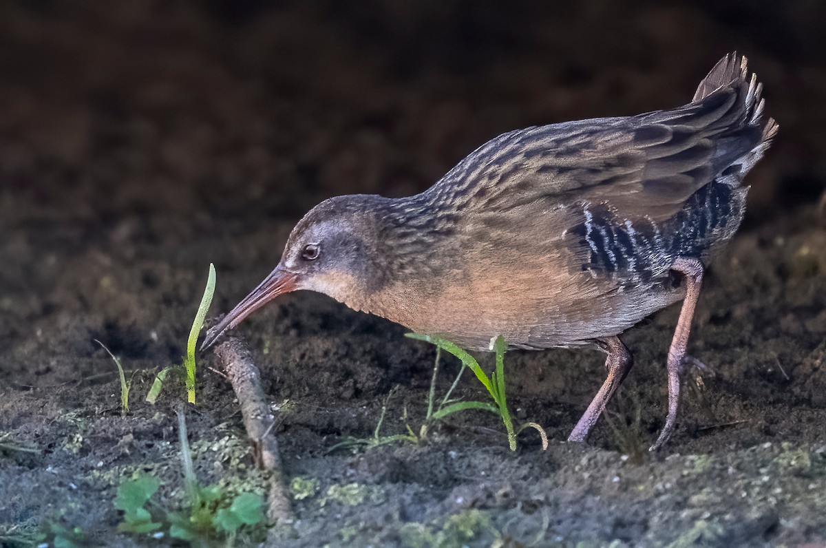 Virginia Rail - ML644809310