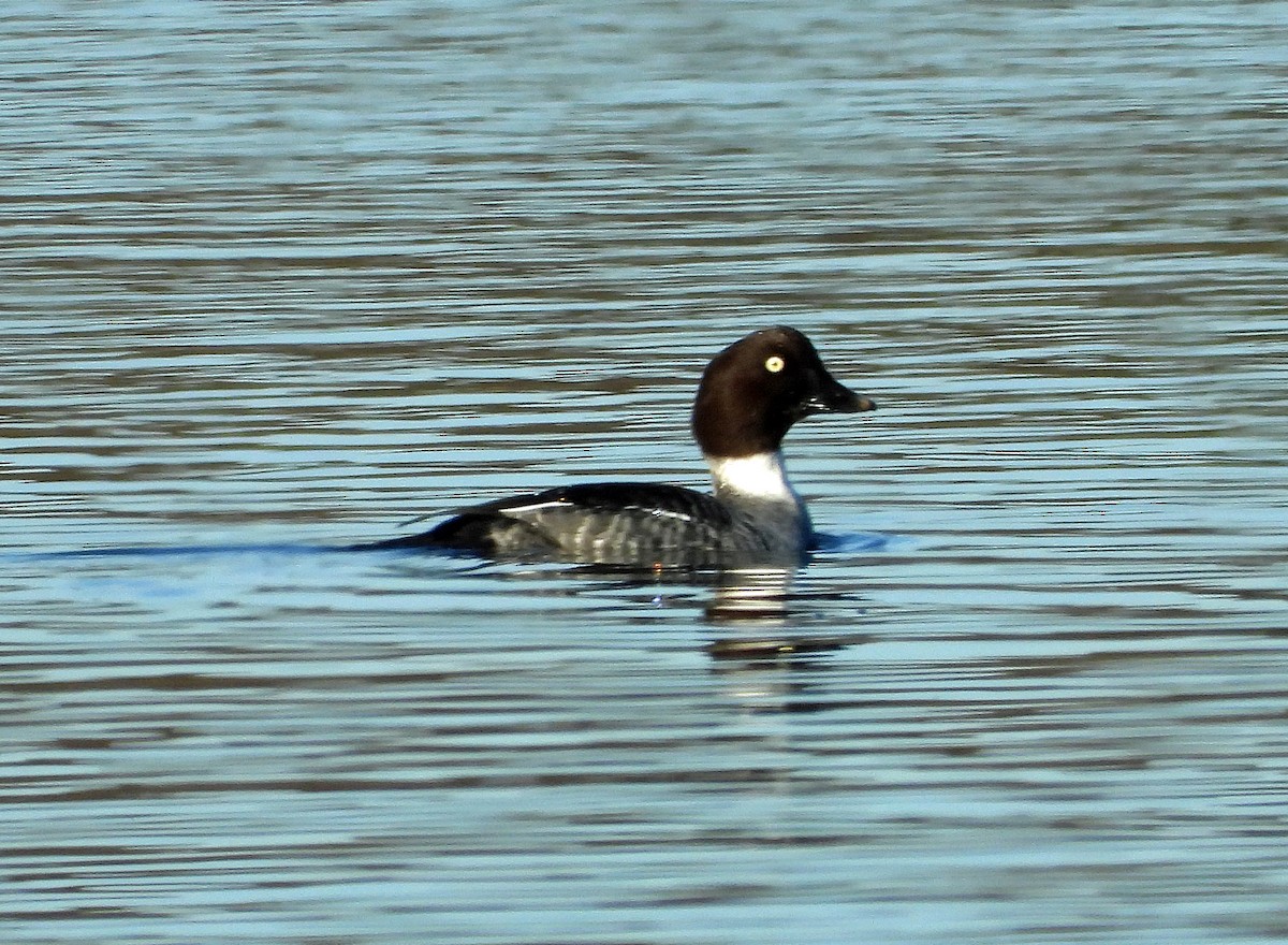Common Goldeneye - ML644809321