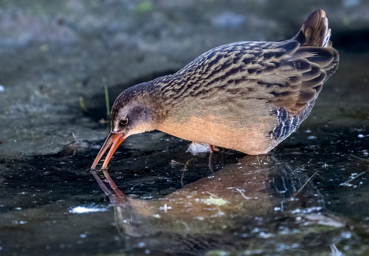 Virginia Rail - ML644809325