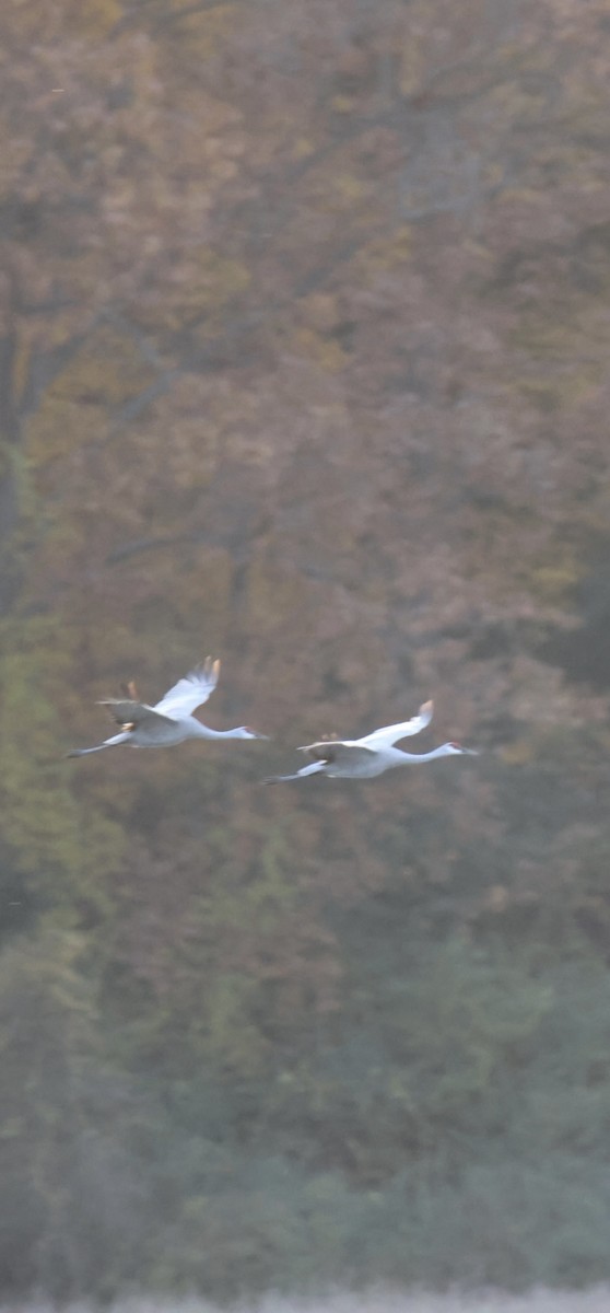 Sandhill Crane - ML644809329