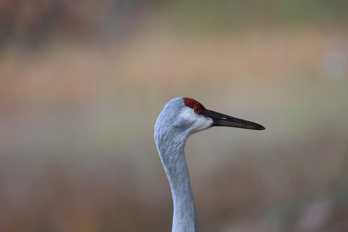 Sandhill Crane - ML644809330